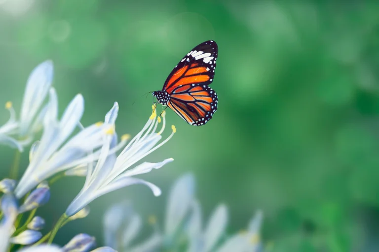 De oruga a mariposa: el viaje de los emprendedores veterinarios junto a Arguser 1 mariposa naturaleza 53876 90198