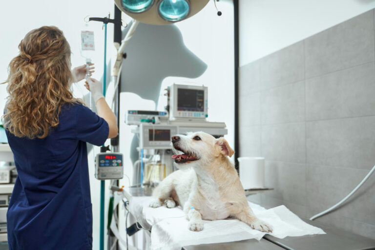 Cómo elegir el equipo de rayos X ideal para tu clínica veterinaria 2 6212